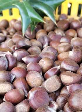 2024野山小板栗生新鲜小油栗珍珠栗生板栗深山小毛栗子野山栗小栗