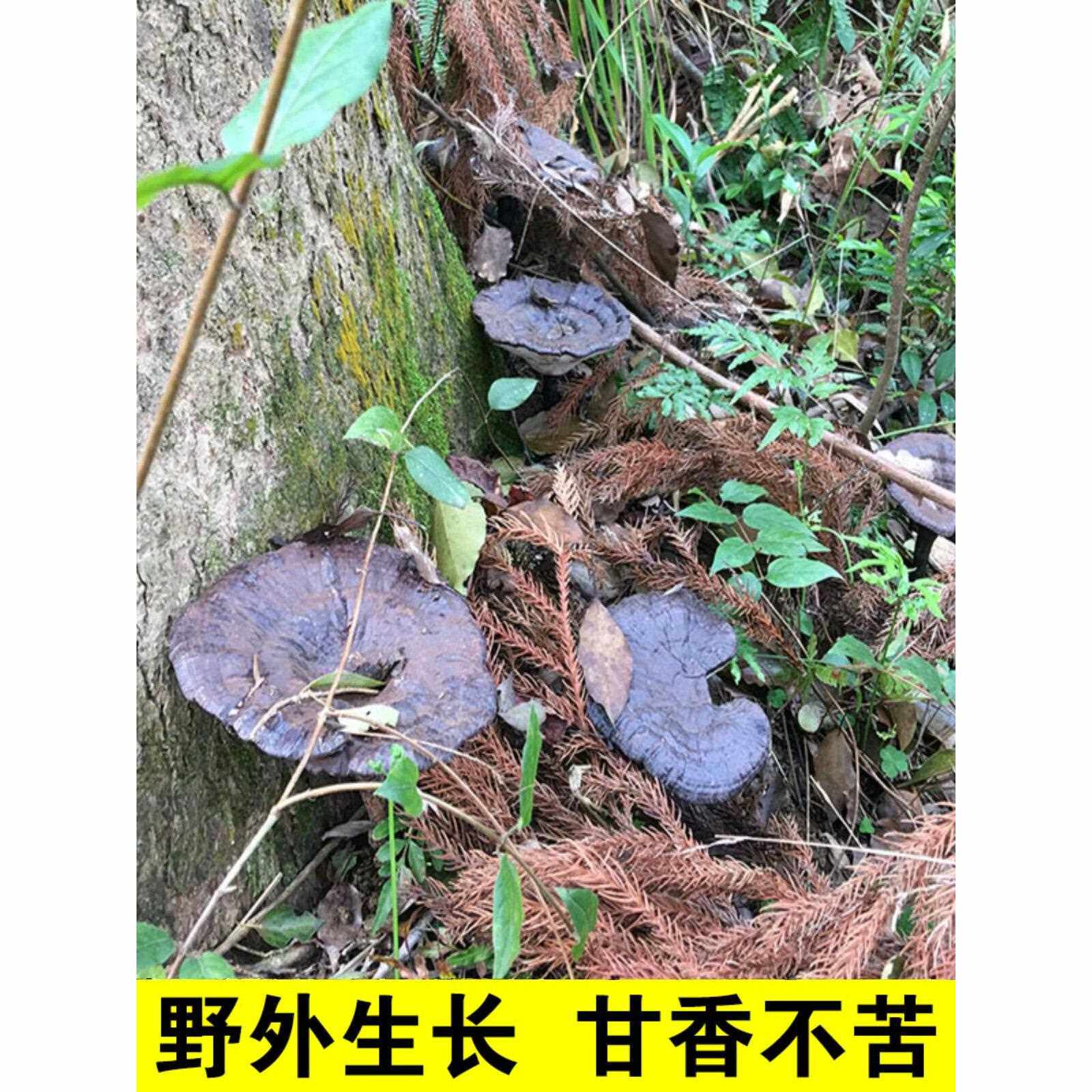 灵芝彷野生整枝可切片广东深山紫林芝黑灵芝片种植干货500g不苦