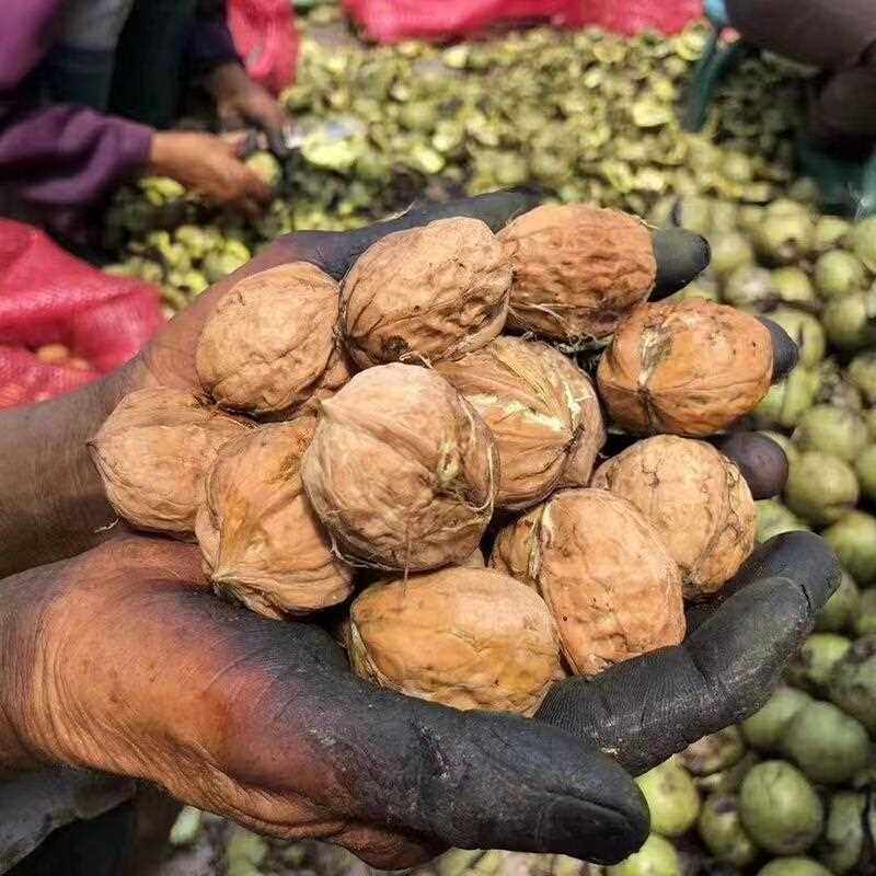 四川新鲜湿核桃去青皮鲜核桃农家剥皮现摘现发老树鲜核桃整箱包邮