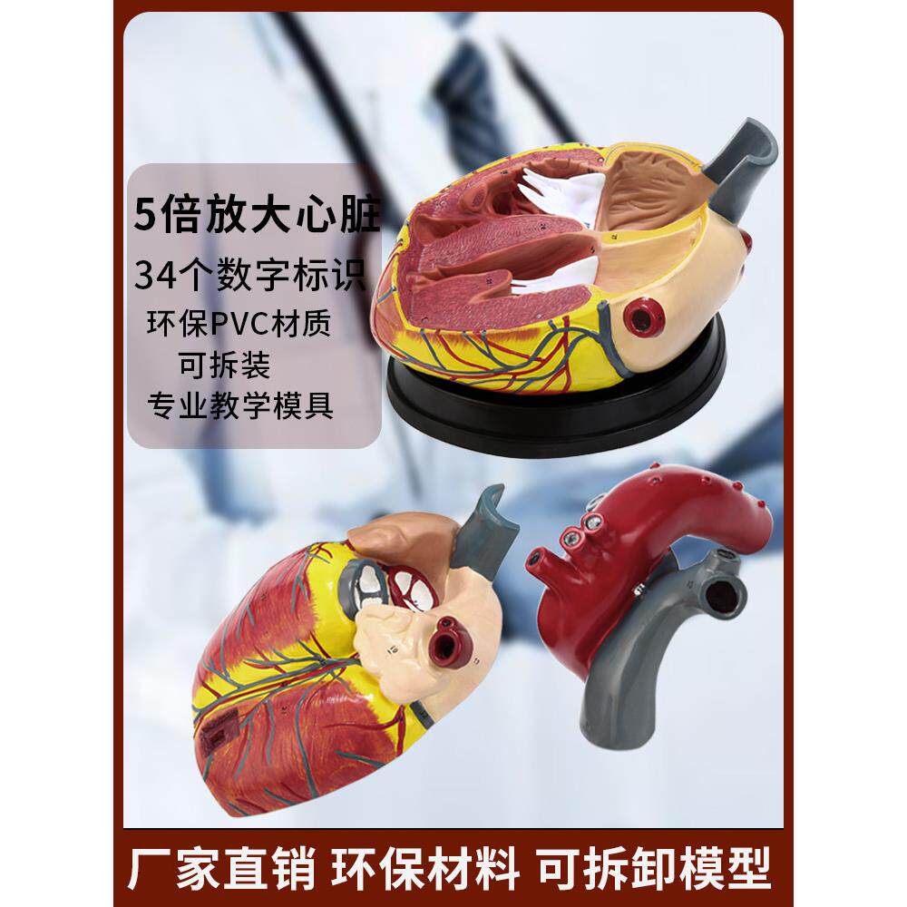 标准1:1人体心脏解剖b超3D模型血液循环可拆卸自然医学教学模型
