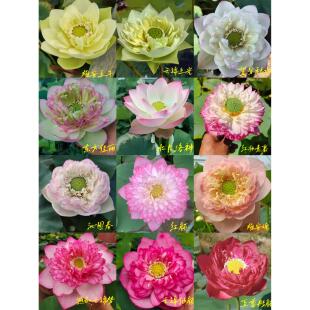 【50种中大型耐寒荷花·碗莲】 雄安魂 东方佳丽种藕或苗发货