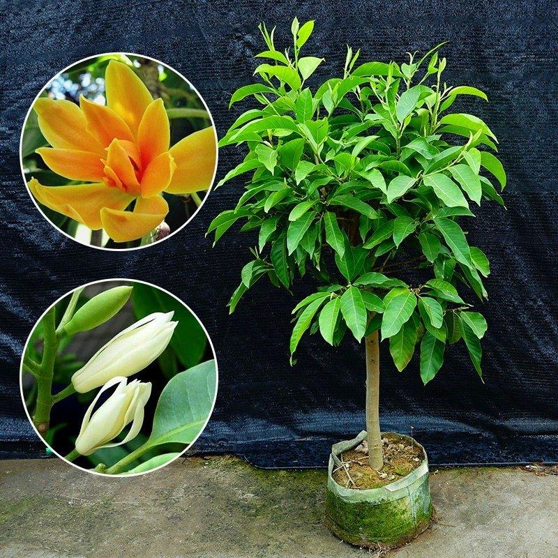 浓香白兰花盆栽角兰花花卉植物室内玉兰树苗带花苞四季开花黄玉兰