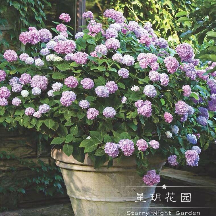 多年生耐寒花卉大花绣球花苗带花苞盆栽阳台别墅花园庭院花境植物