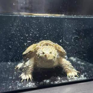 佛鳄白化鳄龟黄化受精孵化蛋招财镇宅乌龟蛋包受精蛋包孵化送工具