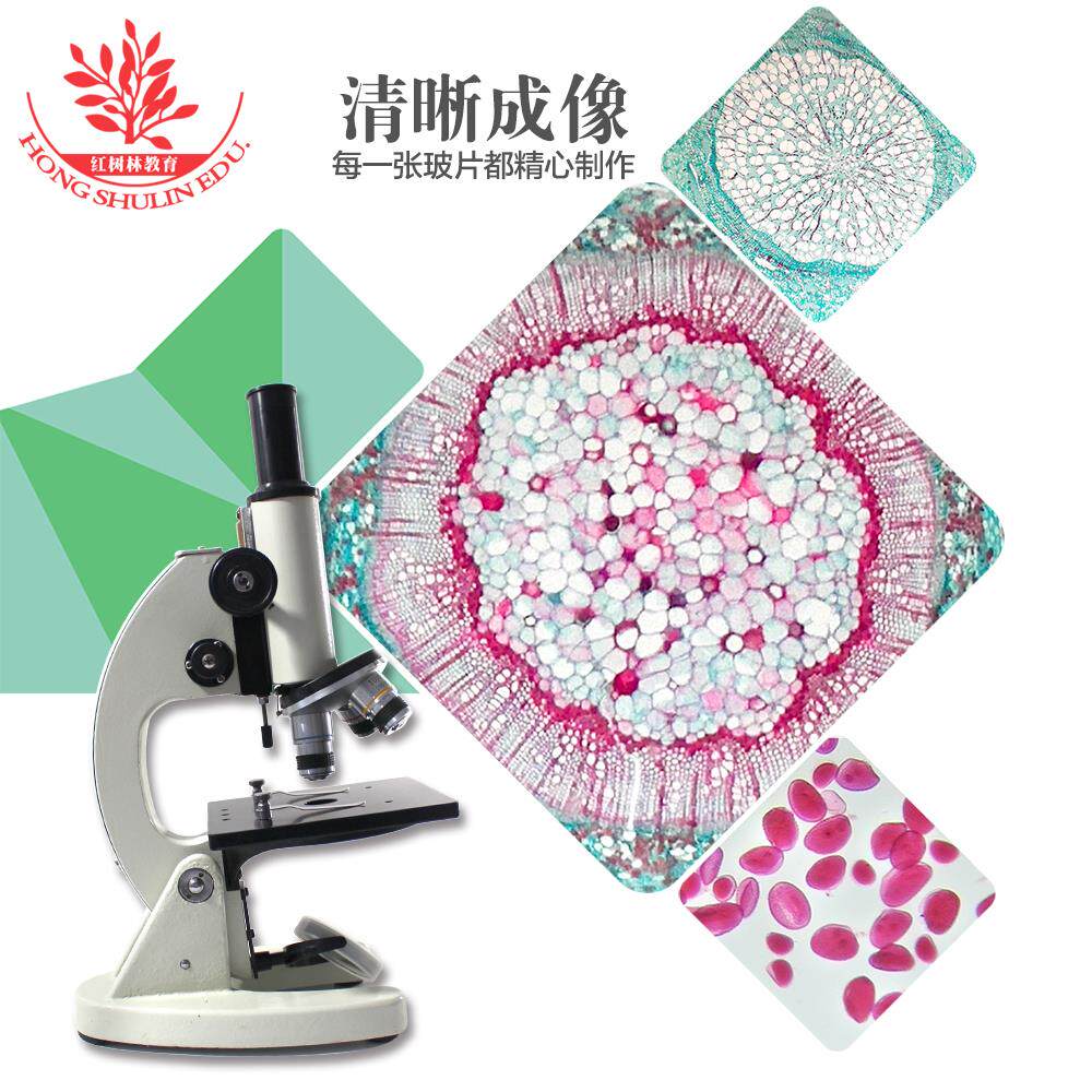 椴树茎横切植物入门套装玻片组织结构清晰高教生物显微镜切片标本