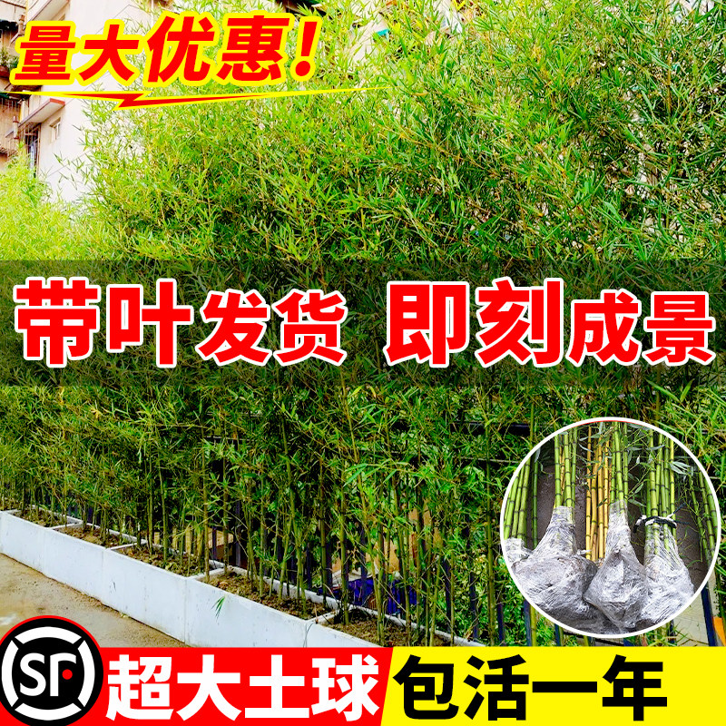 速发竹子苗庭院北外观赏竹栽室方耐寒矮青盆实心紫竹老根四季绿植