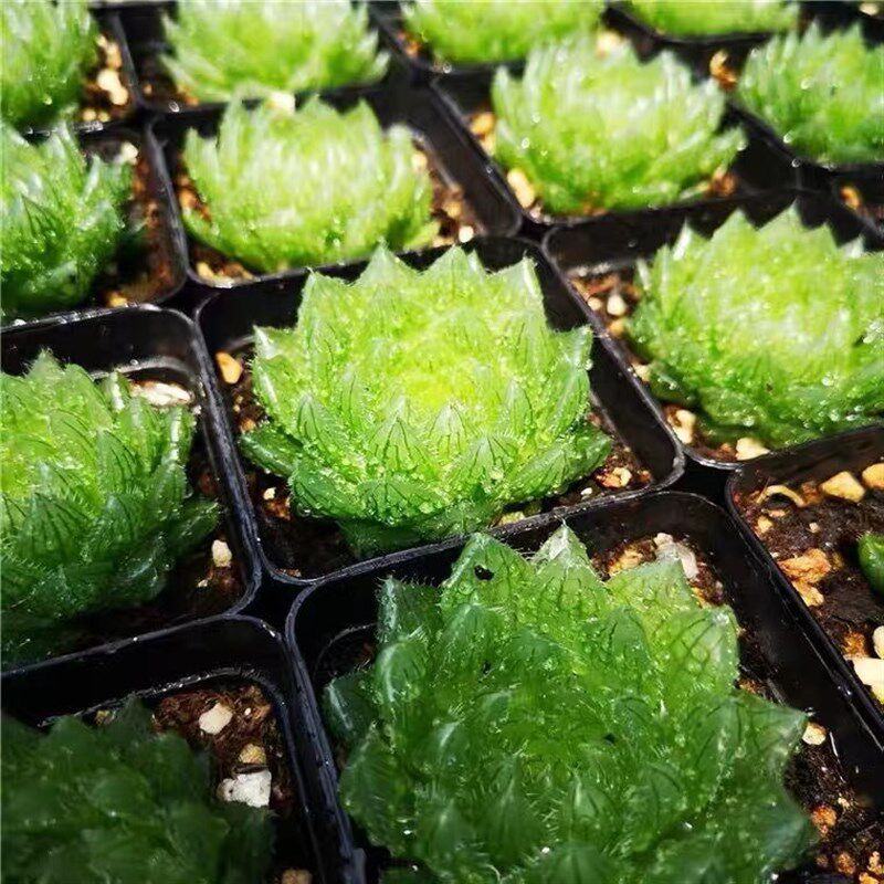 速发樱水晶玉露多肉植物室内办公室精品创意花卉绿植新手好养盆栽