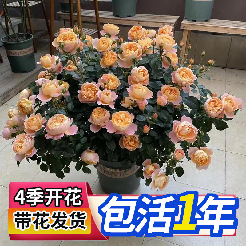 速发果四台月季花苗台花苞浓香特大花庭院带花卉盆栽玫瑰汁季开花