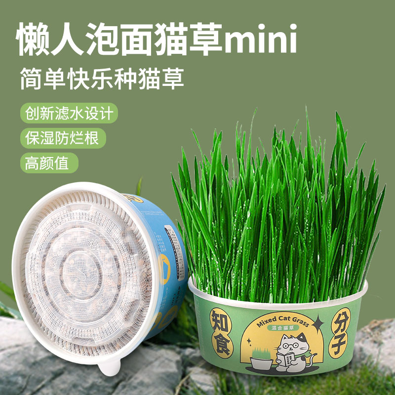 速发猫草盆栽懒人种荷猫草自猫草猫薄植化毛杯种猫草零泡面草