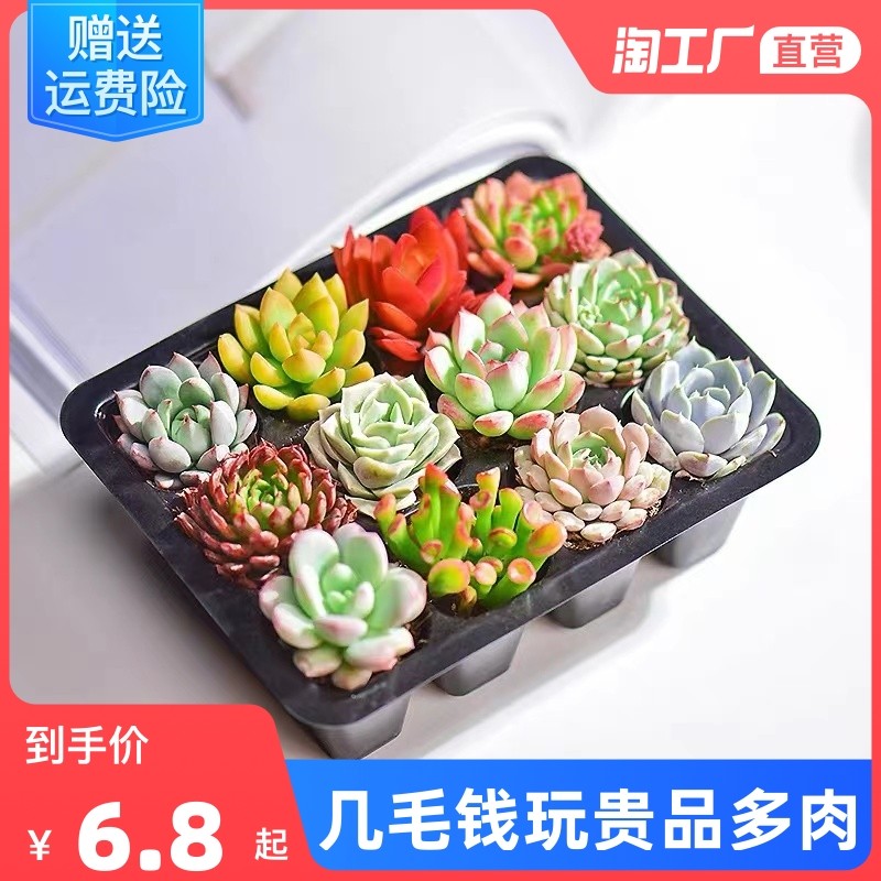 速发新手套餐多合植物肉肉组品室内小盆栽精肉玉露大颗好养花卉绿