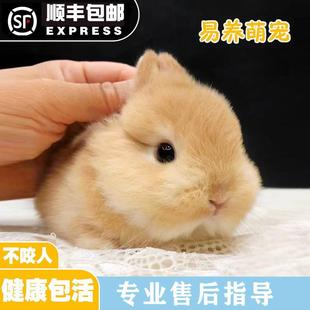 进口血统侏儒兔子活物小鹿黄色山猫纯种荷兰迷你小型宠物兔活体