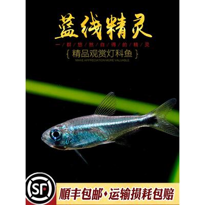 蓝线精灵鱼热带鱼梅塔蓝线灯精灵蓝线南美草缸小型淡水观赏鱼活体