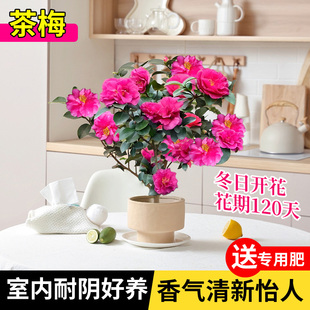 精品茶梅苗盆栽耐寒花卉还有易活阳台室外庭院地栽四季常青年宵花