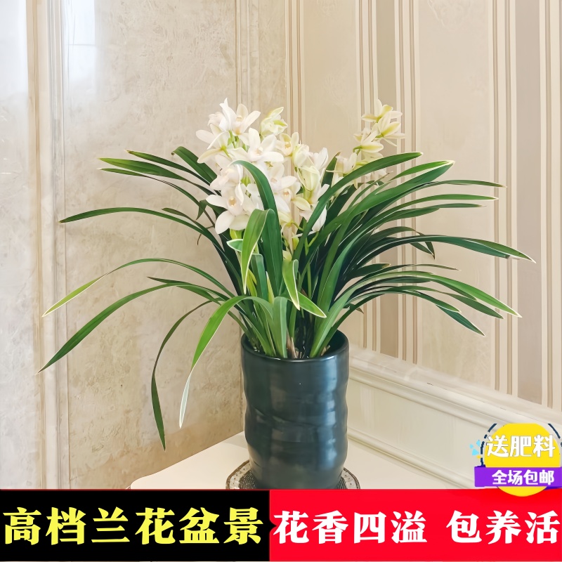 墨兰企黑精品大苗30天养死包赔