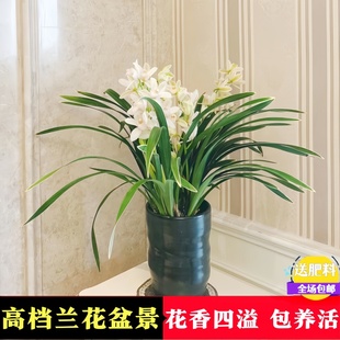 浓香兰花盆栽苗墨兰企黑四季 常青好养活室内开花高端精品桌面旺宅