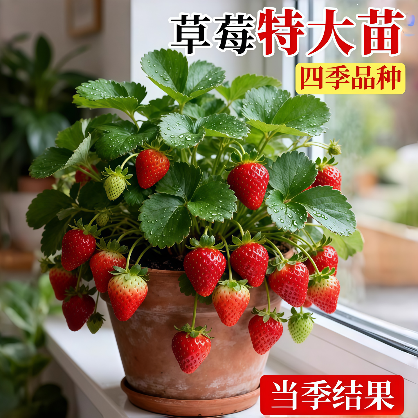 草莓苗盆栽秧丹东99新四季