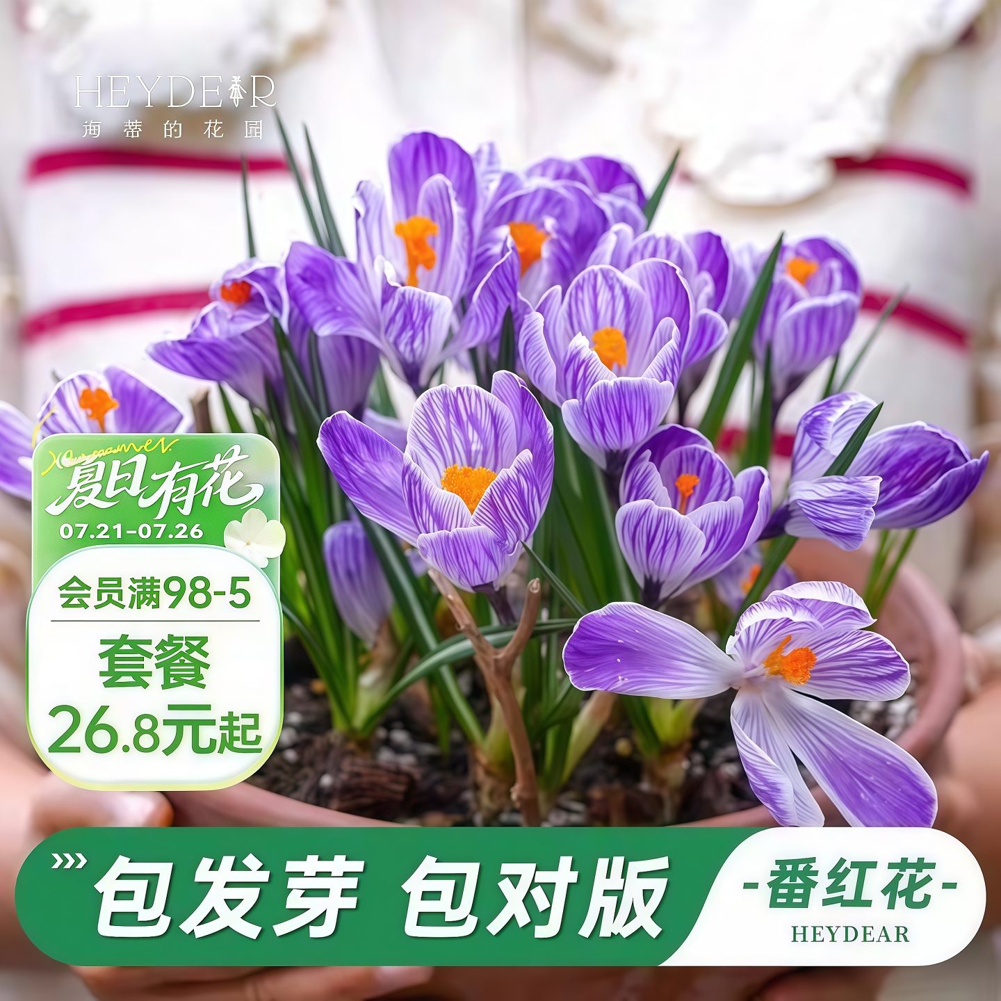 番红花盆栽苗好养球根花卉