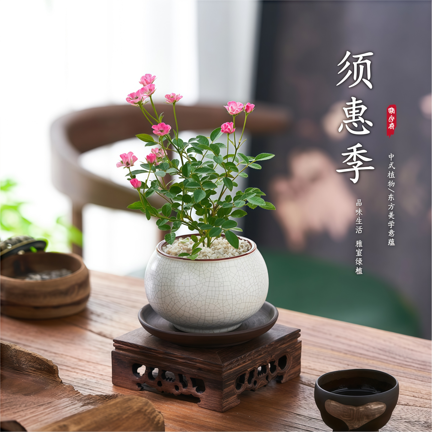 须惠姬迷你盆栽客厅茶桌好养花卉