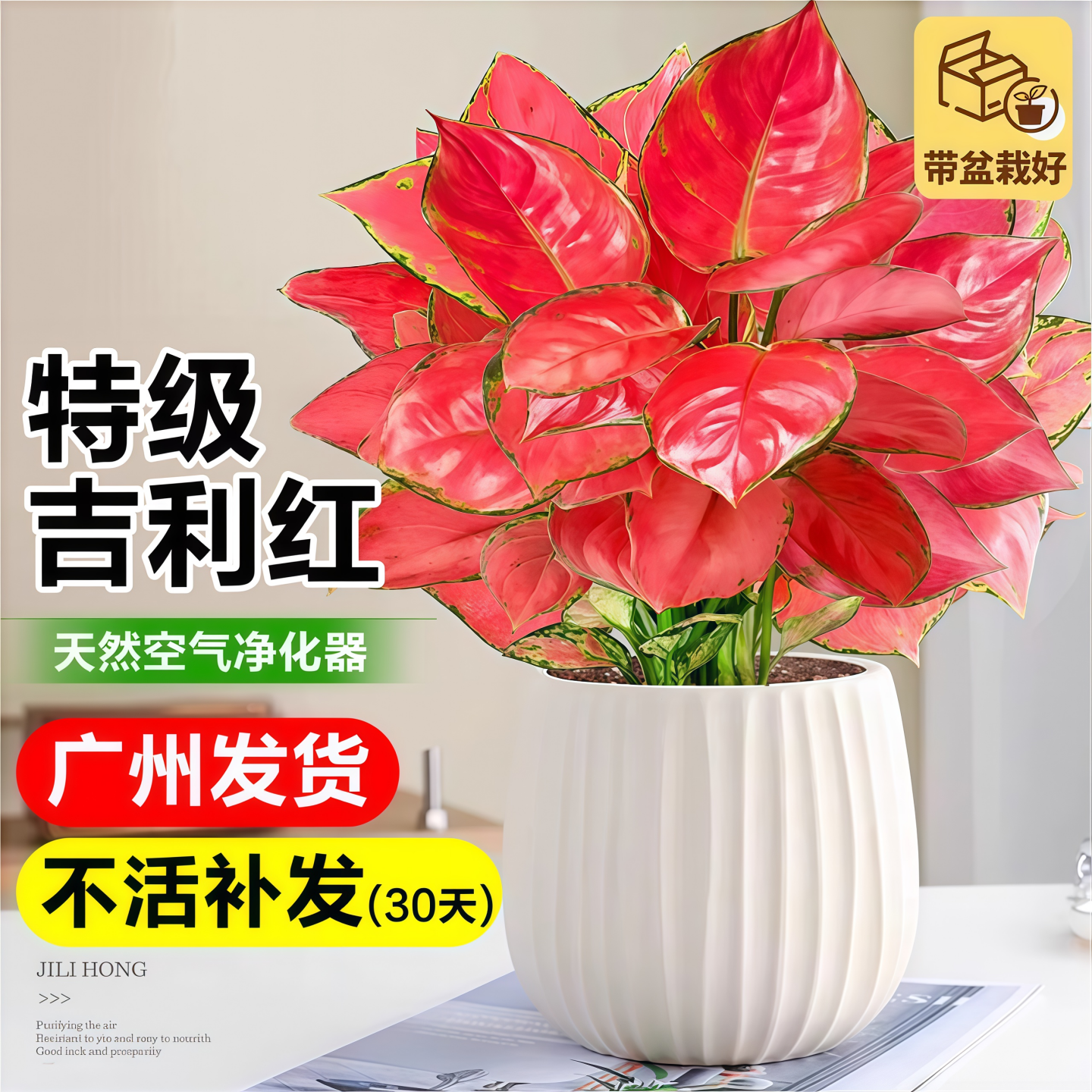 吉利红室内水培观叶花卉懒人好养