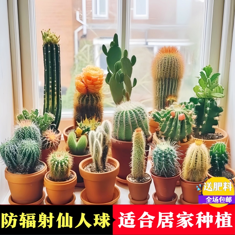 仙人球类桌面植物室内盆栽红太阳金虎绯花玉仙人掌九尾狐多肉好养