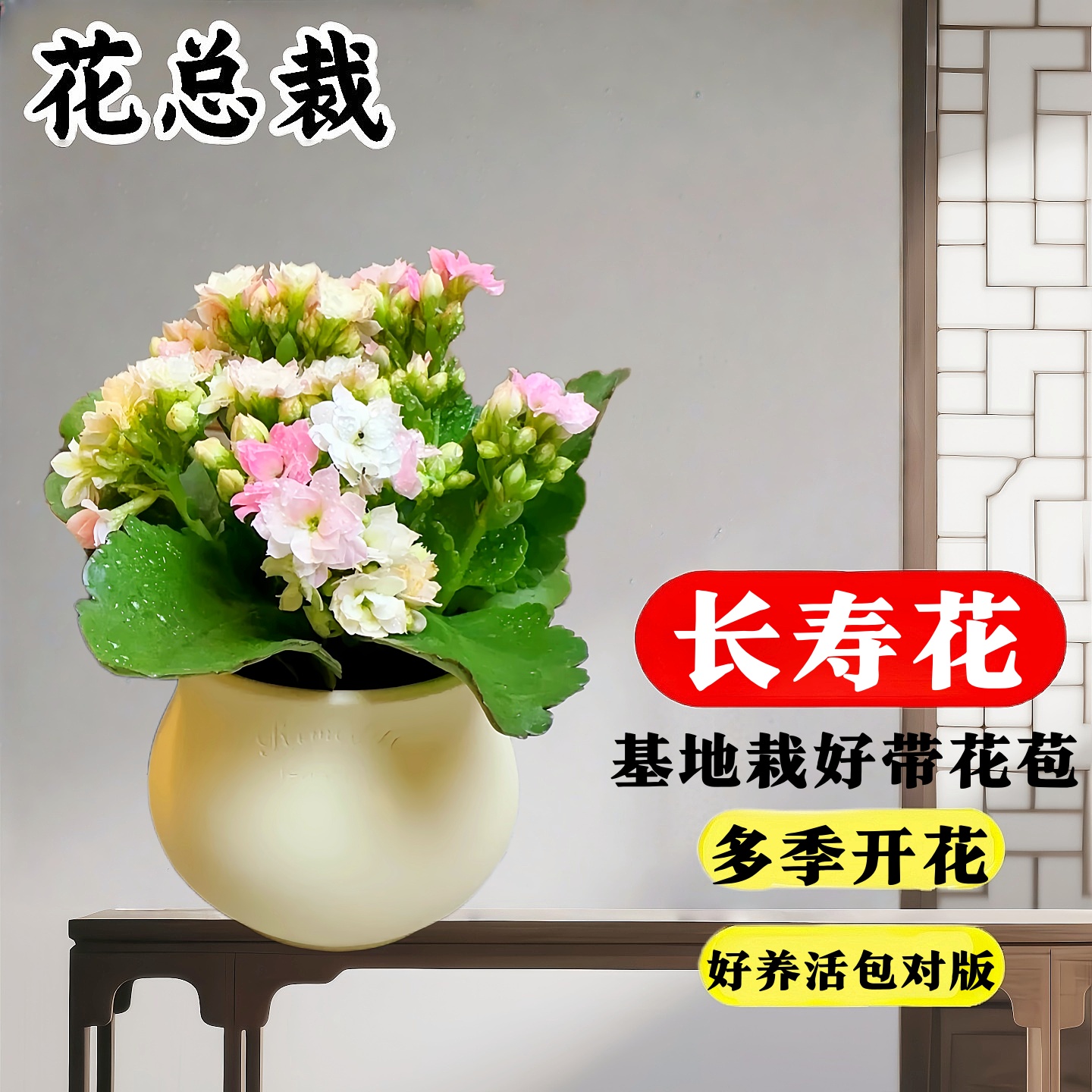 重瓣长寿花耐旱室内好养盆栽四季