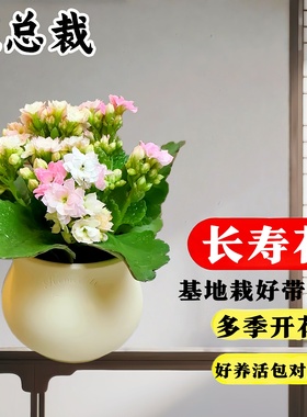 长寿花重瓣大花花苗盆栽四季开带花苞金狐狸花卉植物室内好养桌面