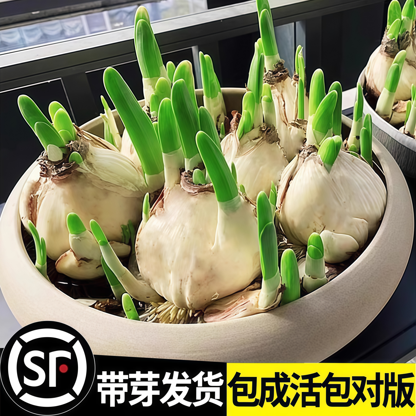 漳州水仙花种球子盆栽养卉