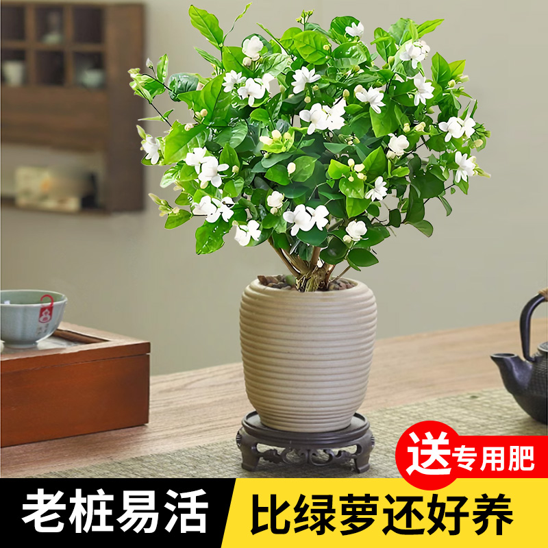 香水重瓣茉莉易养活30天养死包赔