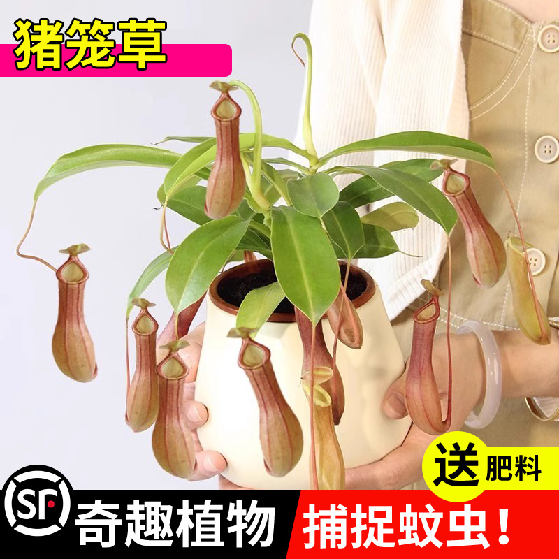 室内食虫植物猪笼草30天养死包赔
