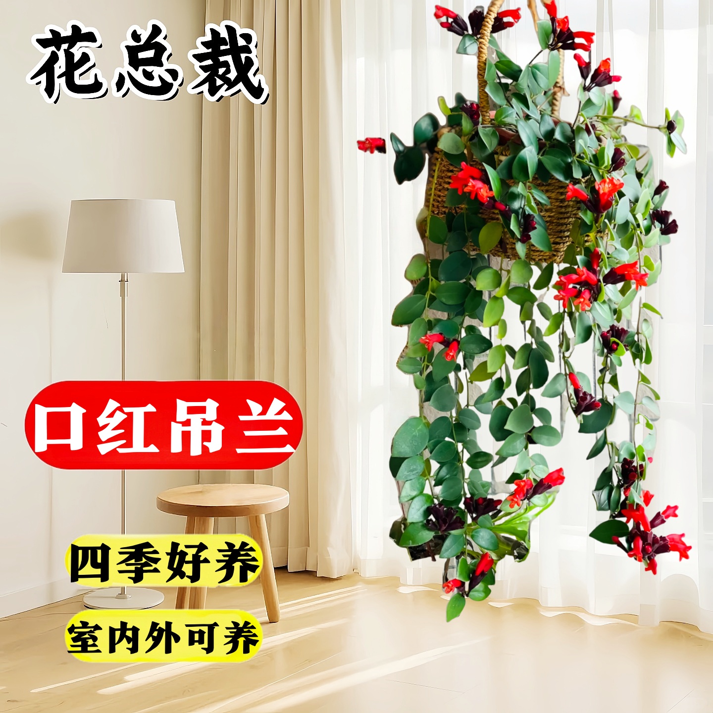 口红吊兰带花四季花卉垂吊植物室内阳台开花盆栽净化空气吊兰盆栽