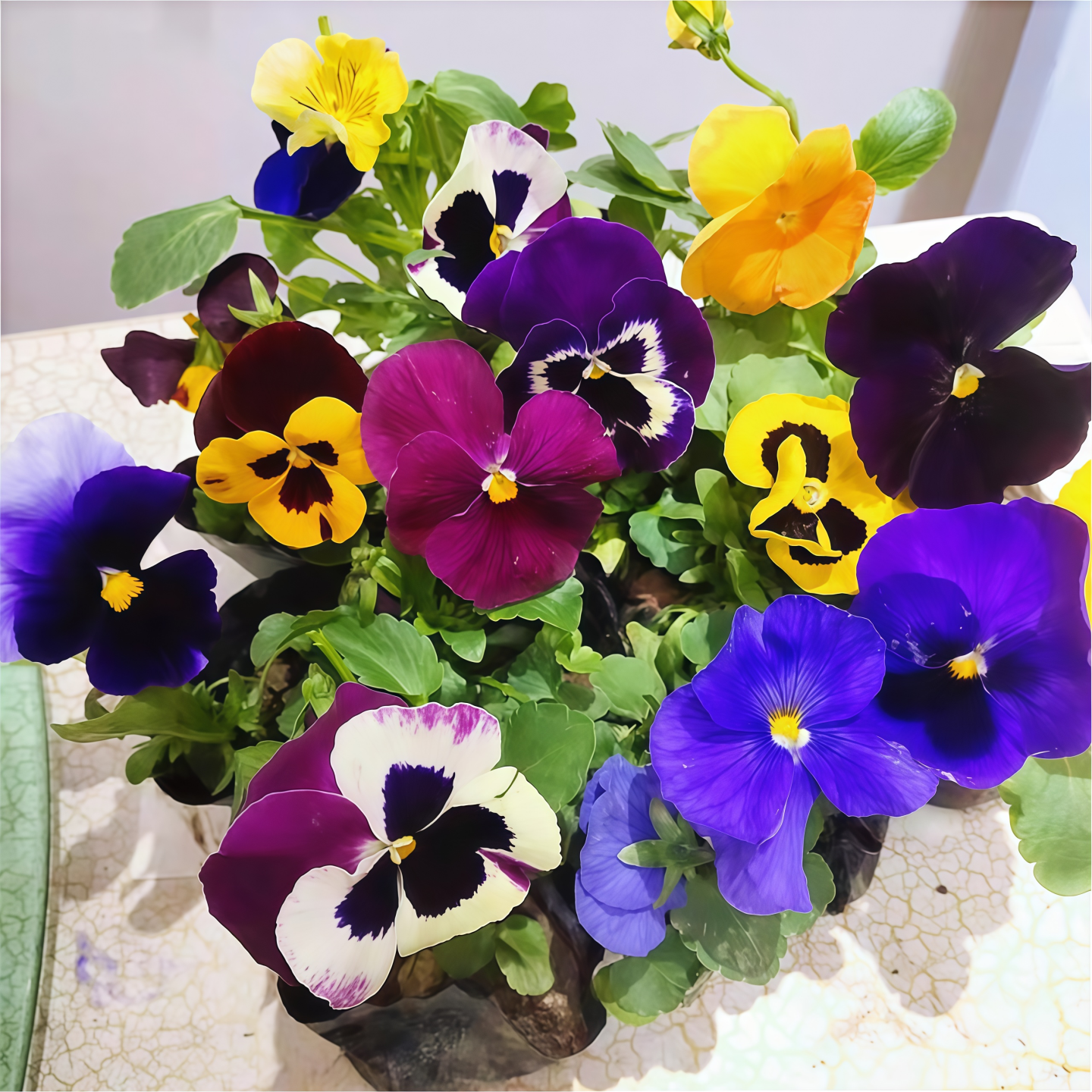 角堇花苗皱边角堇三色堇耐寒好养