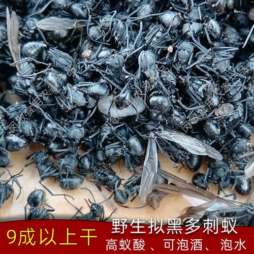 广西横县野生大黑蚂蚁干250g