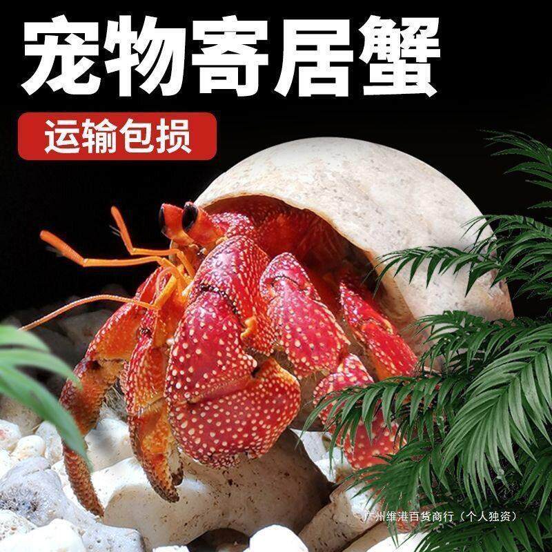学生宠物陆生懒人草莓观赏深紫灰白活物淡水宠物新手桌面寄居蟹