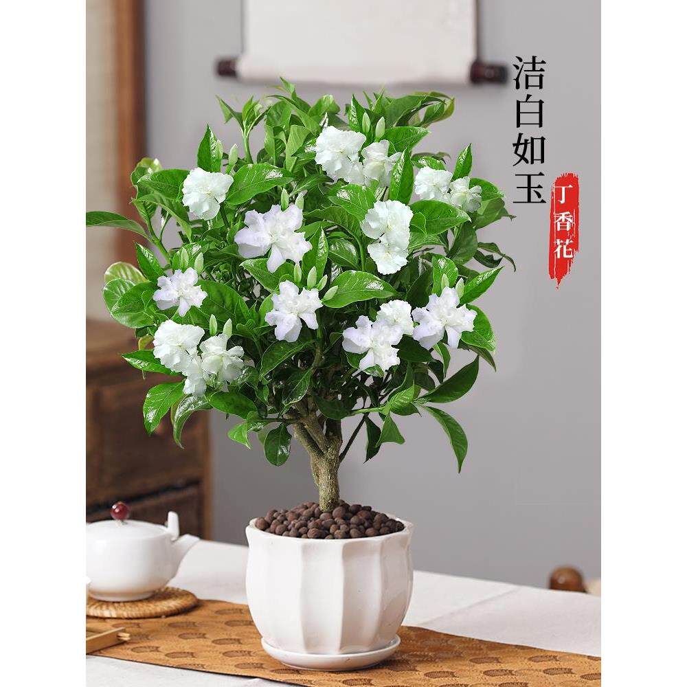 丁香花盆栽植物室内阳台四季开花九里香树苗狗牙花好养活花卉绿植