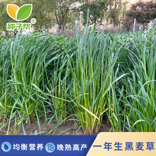 种子帮精选一年生黑麦草种子