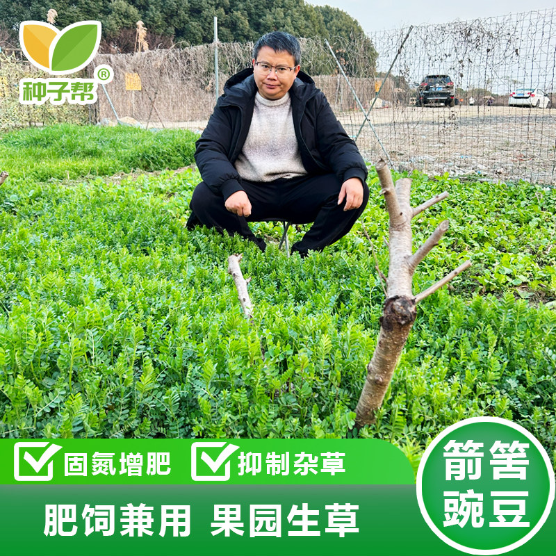 箭舌豌豆种子果园生草栽培抑制杂草秋季种植肥饲兼用优质混播饲草