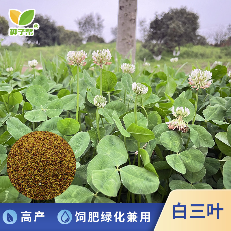白三叶草种子春秋播种耐寒多年生优质蛋白牧草种籽果园天然绿肥