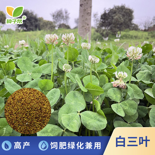 种子帮精选白三叶草种子