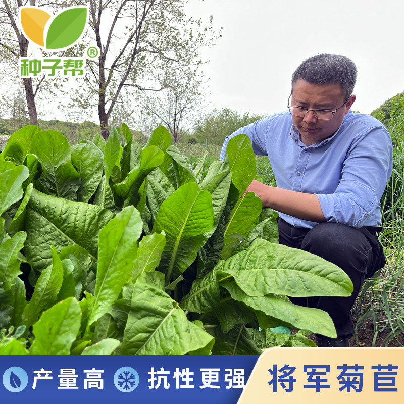 正宗大叶将军菊苣种子