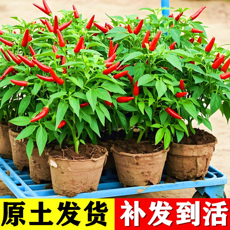 云南正宗小米辣椒苗秧苗四季朝天椒螺丝椒高产薄皮椒盆栽批发图片