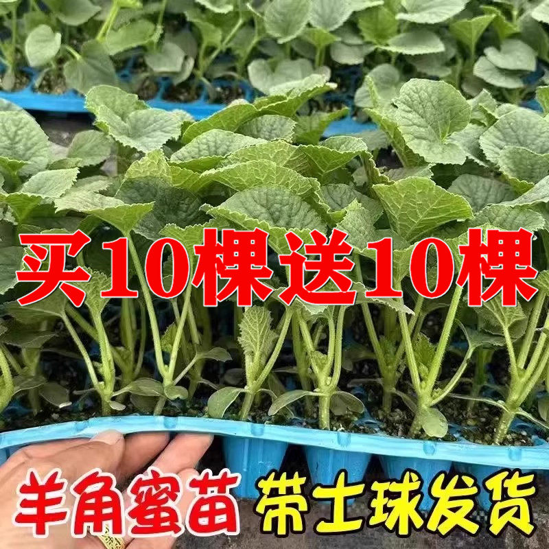 正品羊角蜜超甜香瓜苗四季薄皮高产酥瓜苗甜宝博洋甜瓜秧苗原土发