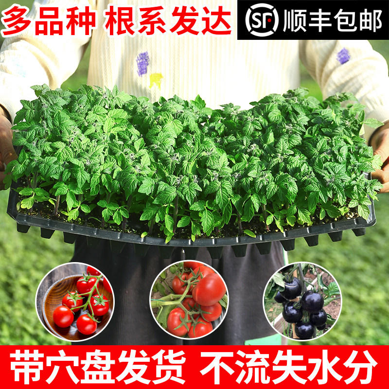 四季矮生西红柿秧苗小番茄种子苗家庭园艺种子