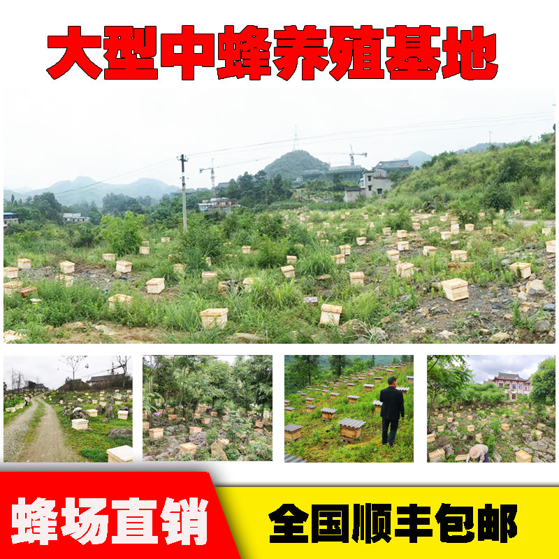 极速中蜂蜂群带王蜜蜂蜂群养殖带子脾阿坝中蜂带蜂箱中华土蜂出售