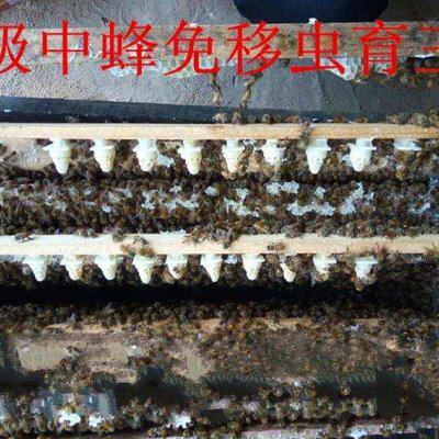 极速厂家促销中蜂专用免移虫育王器 蜂箱免移虫 防跑片王笼饲喂器