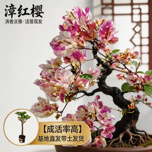 【漳红樱】热门三角梅盆栽重瓣多色耐寒阳台高飘开花四季勤花树苗