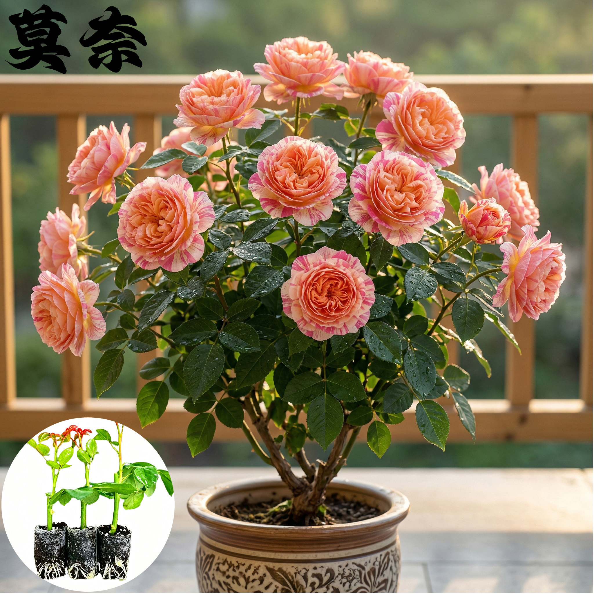 莫奈月季花苗小苗大花浓香品种月季苗阳台庭院绿植盆栽花园花卉