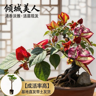 【倾城美人】热门三角梅盆栽重瓣多色耐寒阳台高飘开花四季勤花苗