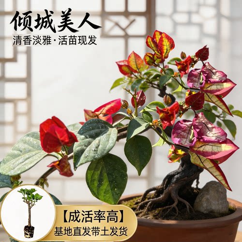 【倾城美人】热门三角梅盆栽重瓣多色耐寒阳台高飘开花四季勤花苗