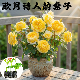 欧月诗人的妻子月季花苗小苗大花浓香品种月季苗阳台庭院绿植花卉