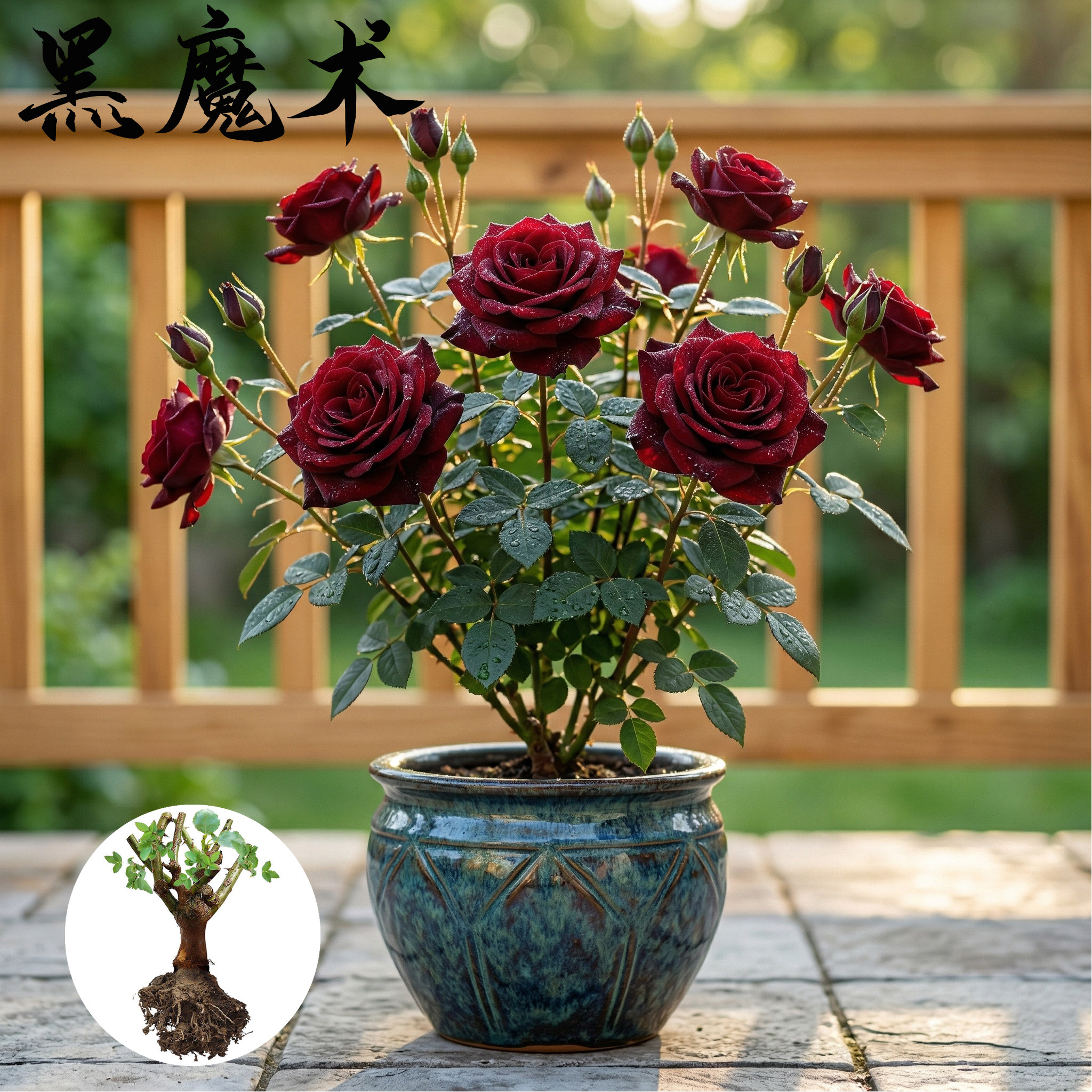 黑魔术 灌木大花月季扦插苗 切花月季花苗 盆栽多季开花玫瑰花苗